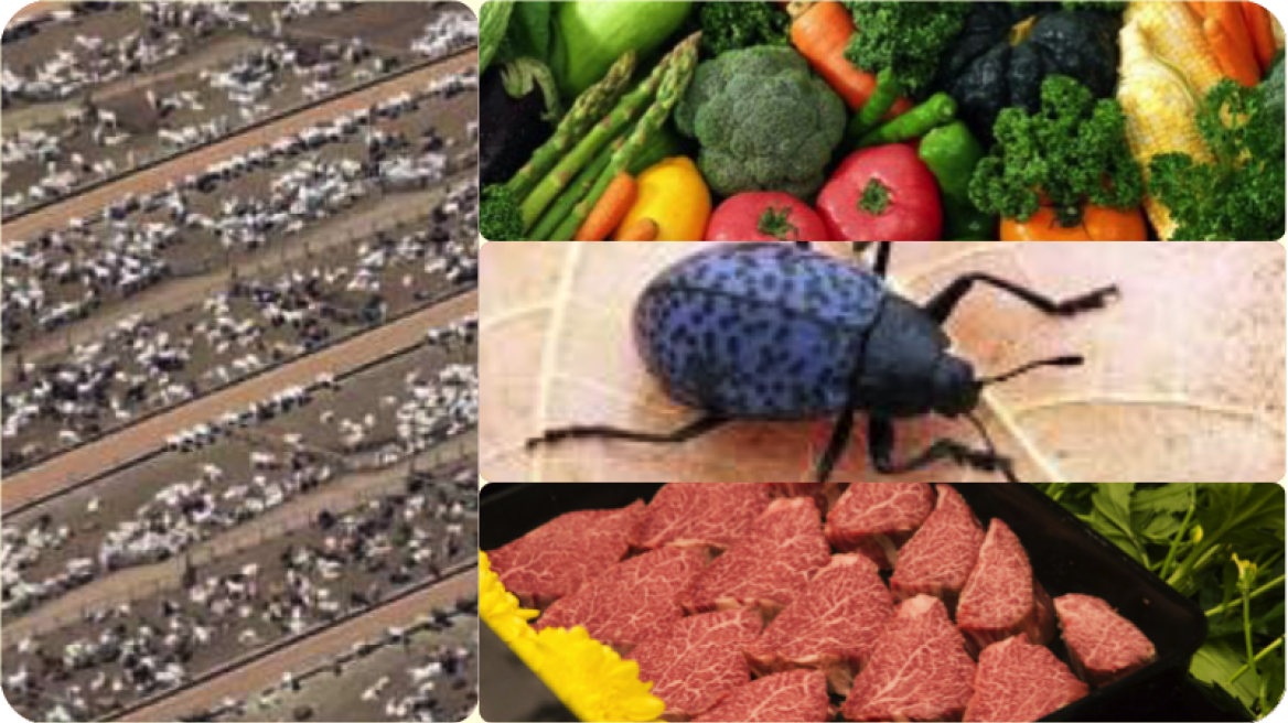 Φύκια, έντομα και τεχνητό κρέας: είναι οι τροφές του μέλλοντος;
